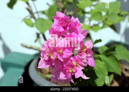 Bunch of Pink Bougainvillea flowers in pot Stock Photo