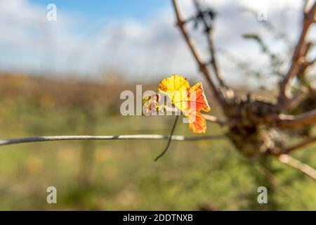 Close-up of an autumn leaf from a vineyard. In the background a field of vines out of focus on a sunny day Stock Photo