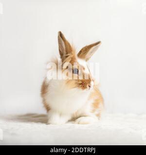 Adorable little red rabbit on a white background. Stock Photo