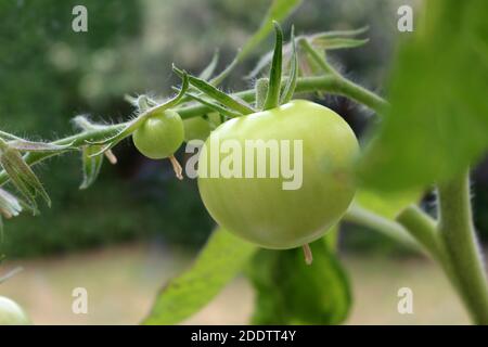 A green tomato ripening on the vine Stock Photo