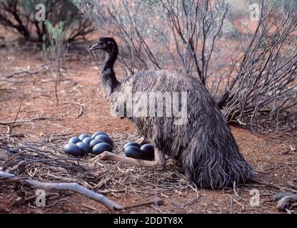 Male Emu sitting on a  nest of eggs.Australia Stock Photo