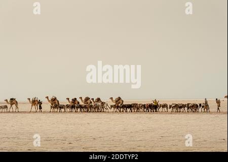 Camel and donkey trains transpiring salt blocks mined from the Danakil Depression salt flats in the Afar region of Northern Ethiopia Stock Photo