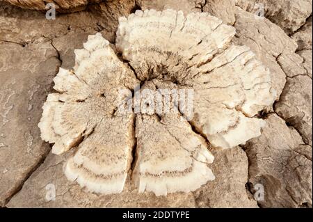 Dallol sulphur or sulfur springs and pools and rock formations in the Danakil Depression in Afar, Ethiopia Stock Photo