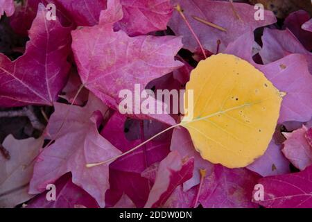 Quaking Aspen (Populus tremuloides) leaf among Bigtooth Maple (Acer grandidentatum) leaves Stock Photo