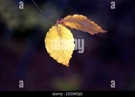 Photo of Golden autumn leaves on a dark background in the forest Stock Photo