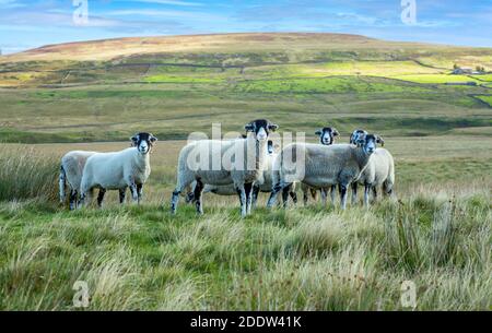 A flock of Swaledale ewes on rough moorland  in Autumn.  Facing forward with high fells in the background. Swaledale sheep are native to this area. Stock Photo
