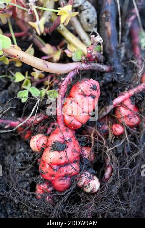 Bright pink Oca, New Zealand Yams, being harvested in November, UK. Stock Photo