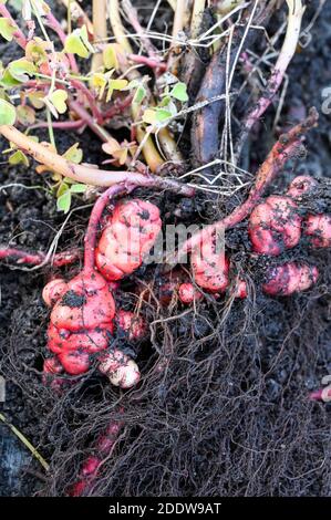 Bright pink Oca, New Zealand Yams, being harvested in November, UK. Stock Photo