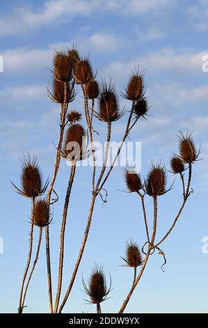 Teasel seed heads (also teazel/teazle) silhouetted against a pale wintry blue sky. Stock Photo