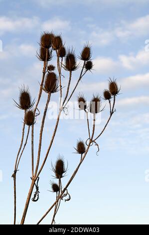 Teasel seed heads (also teazel/teazle) silhouetted against a pale wintry blue sky. Stock Photo