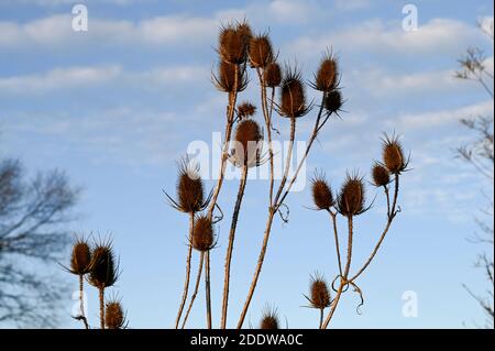 Teasel seed heads (also teazel/teazle) silhouetted against a pale wintry blue sky. Stock Photo