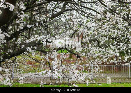 Cherry plum (prunus cerasifera) tree blossom. Beautiful white flowers of wild cherry plum tree in spring. Stock Photo