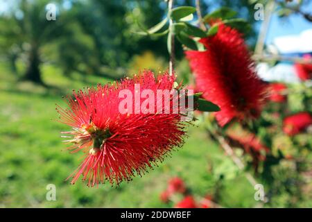 Blooming Bottlebrush Plant Callistemon citrinus. Red fluffy flower heads on the evergreen shrub close up. Stock Photo