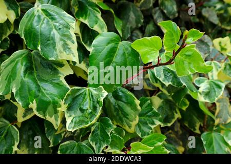 Hedera helix. Green living fence of evergreen variegated ivy. Stock Photo