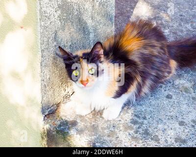 Cute tricolor fluffy cat with green eyes sits outdoors on a concrete border near the wall Stock Photo