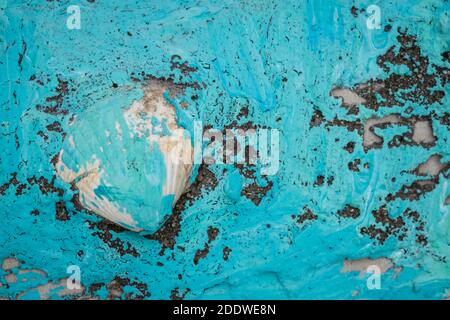 backround pattern from seashells and blue paint Stock Photo