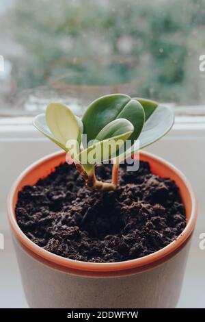 Baby rubber plant, peperomia obtusifolia, in a pot growing on a windowsill at home, selective shallow focus. Stock Photo