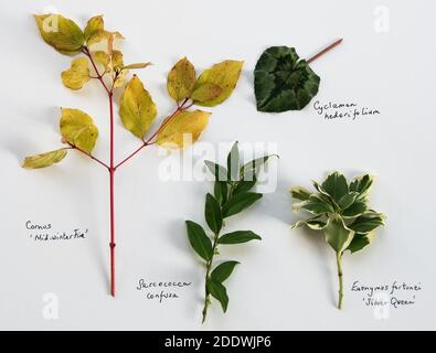 Leaf Study with Cornus Stock Photo