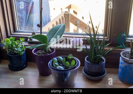Close up view of a collection of small houseplants and propagated kalanchoe leaves on a kitchen window sill with natural sunlight Stock Photo