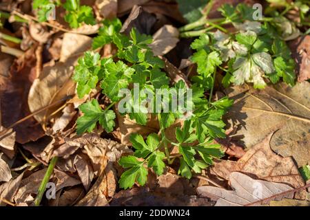Close up view of flat leaf parsley herb leaves poking through a winter garden covering of dry deciduous leaves on a sunny late autumn day Stock Photo