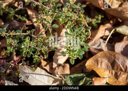 Close up view of variegated leaf lemon thyme herb leaves poking through a winter garden covering of dry deciduous leaves on a sunny late autumn day Stock Photo