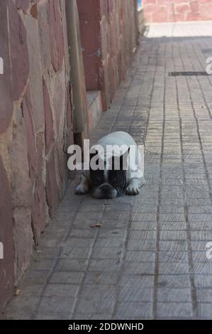 Photograph of a white French bulldog with black spots on his head that is lying in the shade of a building on the street Stock Photo