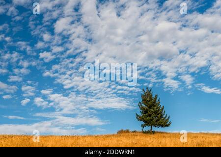 Lone green spruce grows in an autumn field with yellow grass, a blue sky with clouds in the background. Stock Photo