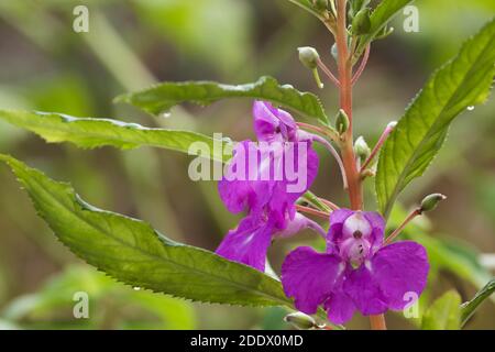 Beautiful Balsam Flower Stock Photo