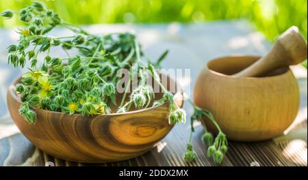Potentilla argentea in wooden plate. Collecting medicinal herbs Stock Photo