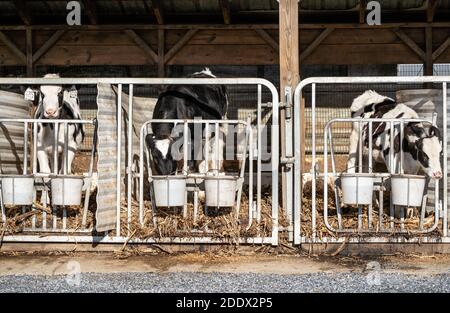 Young calves in barn eating hay, Lancaster County, Pennsylvania Stock Photo
