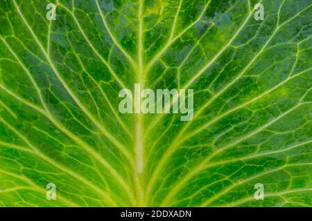 Texture of cabbage leaf close up, full frame. Stock Photo