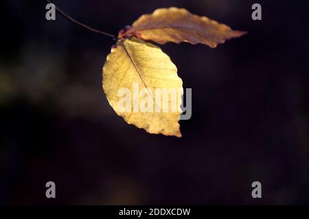 Photo of Golden autumn leaves on a dark background in the forest Stock Photo