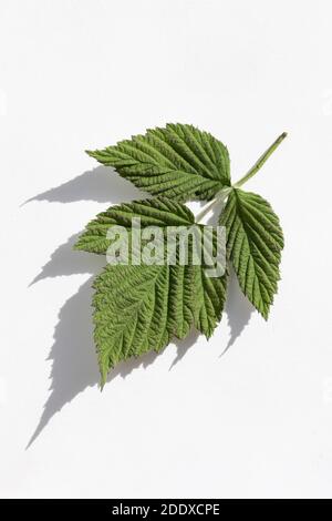 Rubus idaeus, raspberry fresh leaf on white background Stock Photo