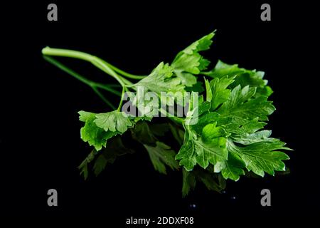 Sprig of fresh green parsley on a black background with reflection. Stock Photo