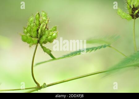 A selective focus shot of fruits and seeds of Mimosa on a blurred background Stock Photo