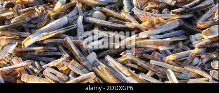 Empty Razor shells washed together by the tide for into jumbled pile in a Norfolk creek. UK Stock Photo