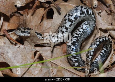 An eastern hognose snake (Heterodon platirhinos) from Kettle moraine state forest in Wisconsin. When disturbed it feigns death as a defense. Stock Photo