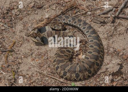 An eastern hognose snake (Heterodon platirhinos) from Kettle moraine state forest in Wisconsin. Here it hoods up and flattens its neck to look bigger. Stock Photo