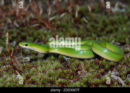 The smooth green snake (Opheodrys vernalis) a seldom seen snake in Canada and portion of the US where it occurs. Stock Photo