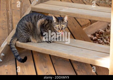 Close up view of a gray stripe tabby cat sitting on the bottom step of a cedar wood deck staircase, looking out over his yard Stock Photo