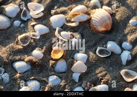 Shells on the beach at dawn in golden sunlight. Stock Photo