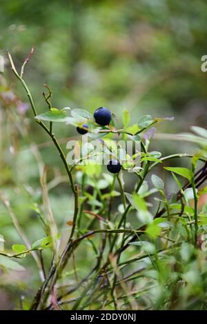 Wild blueberries in the forest in Sweden Stock Photo