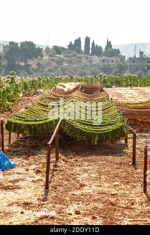 tobacco plants drying in sunny field at a Village in South of Lebanon Stock Photo