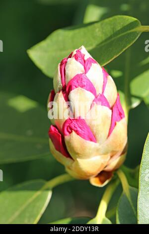 Pink rhododendron flower bud highlighted in bright sunlight with pink petals just starting to show through and a background of leaves. Stock Photo