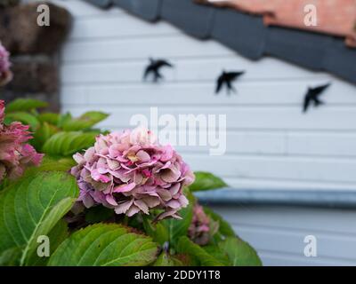 Beautifully colored common hydrangea (Hydrangea arborescens) bushes in front of a white house in Brittany (France) Stock Photo