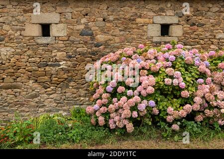 Beautifully colored common hydrangea (Hydrangea arborescens) bushes in front of a stone house in Brittany (France) Stock Photo
