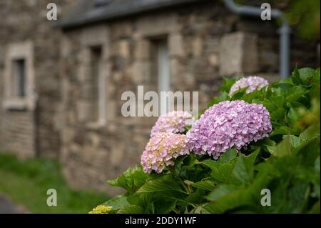 Beautifully colored common hydrangea (Hydrangea arborescens) bushes in front of a stone house in Brittany (France) Stock Photo
