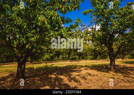 Organic red and sweet Ripening cherries on cherry trees in orchard in early summer, Hungary Stock Photo