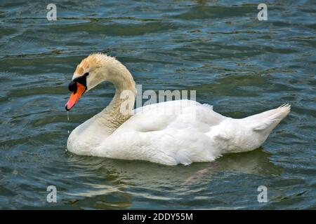 A swan floats on a river or lake near the shore. He watches the coast and guards his territory. Stock Photo