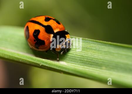 Ladybug Beetle, (Coccinella transversalis), on the stem of a grass plant. Stock Photo